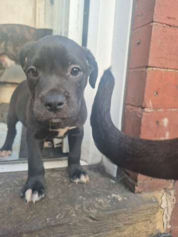 Cane corso mix puppies