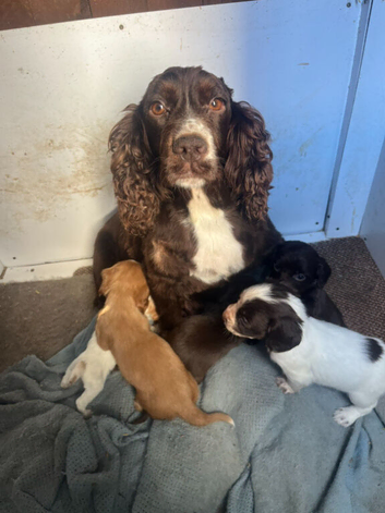 Cocker spaniel puppies