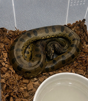 GREEN ANACONDA