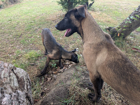Male Belgian sheperd