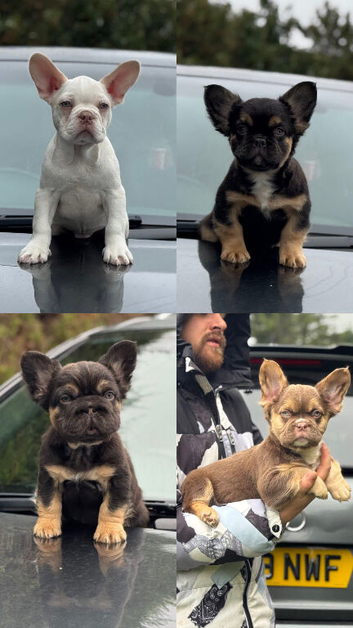 Unique french bulldog pups all priced differently
