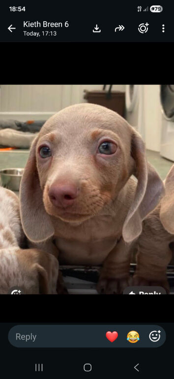 Dashhound