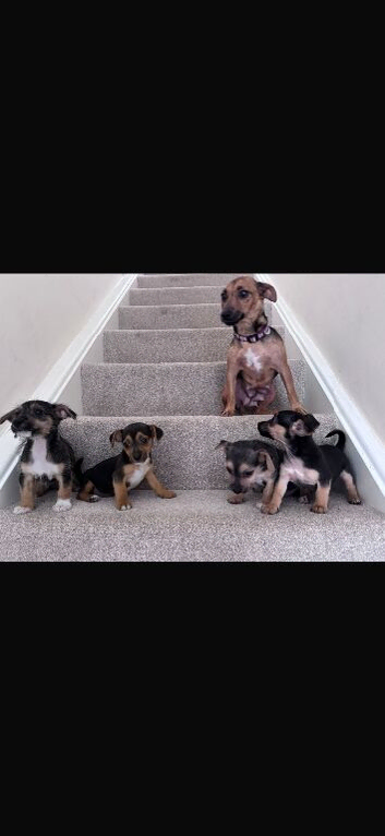 4 beautiful Jack Russell puppie