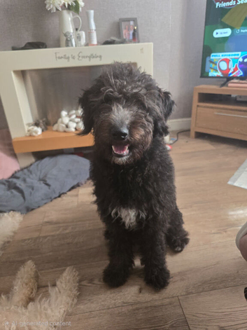 8 month  shepadoodle girls