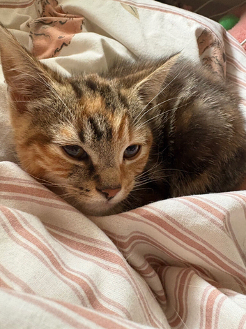 Kittens