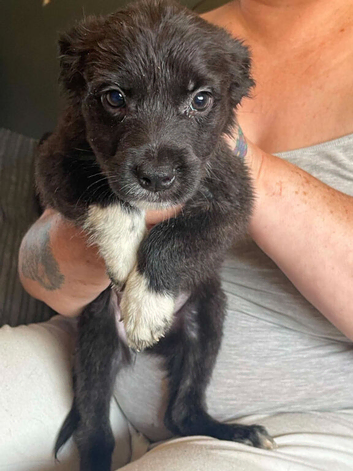 Puppies for sale