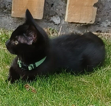 Cute 12 Week Old Female Kitten Looking For A Home