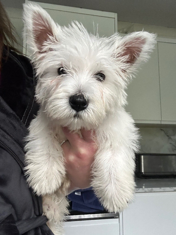 Kc west highland terrier male puppy