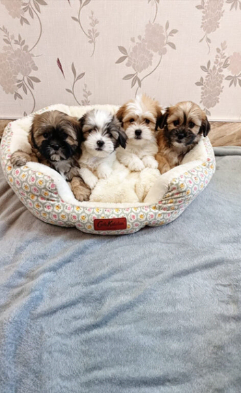 Adorable Shih Tzu Puppies