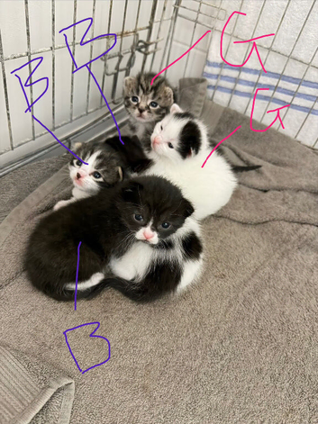 Kittens !!!