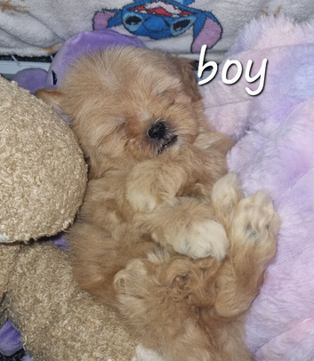 Shihpoos READY TO LEAVE FROM 11TH JULY