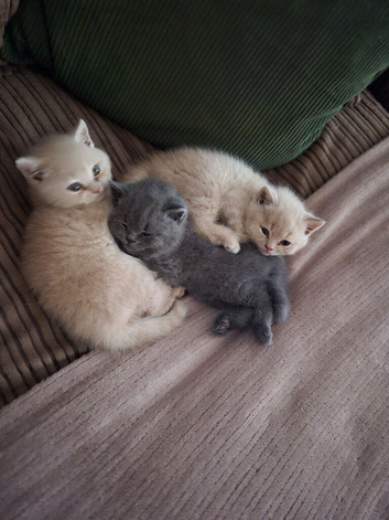 British Shorthair Kittens