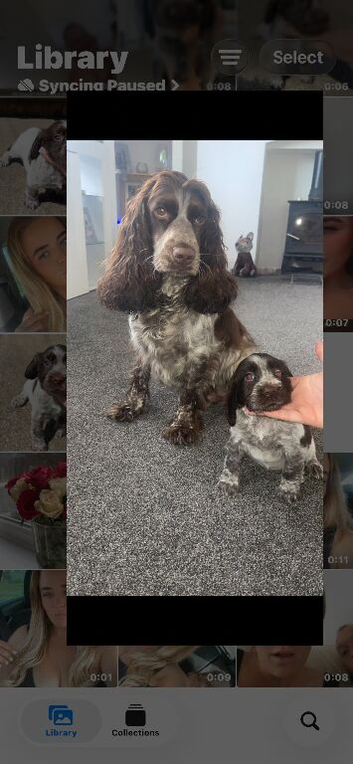 Female cocker spaniel puppy Vet checked