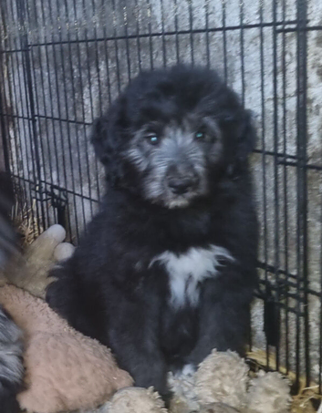Borderdoodle Puppies