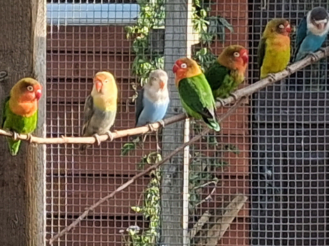 Lovebirds large selection birds