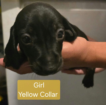 Miniature Daschund Pups