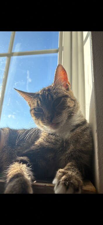 3 beautiful female cats