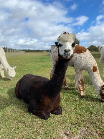 Alpaca non-breeding female