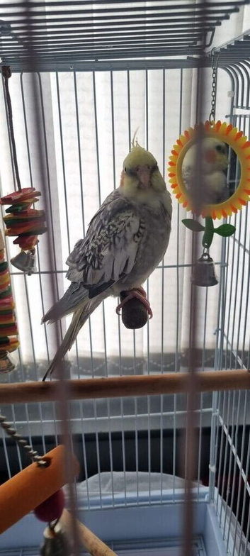 Cockatiel and cage for sale