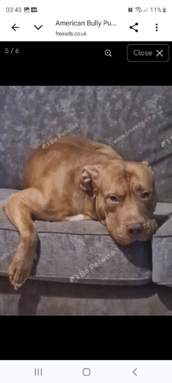 2 year old American Bully stud