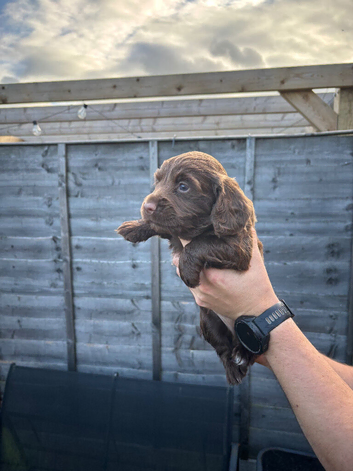 Ready now- KC Reg Cocker Spaniel - 1 Choc Boy Left