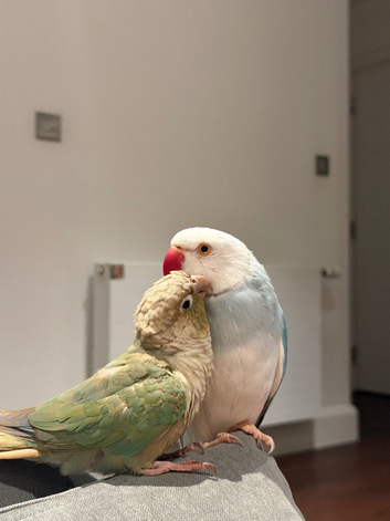 greencheck conoure and indian ring neck couple
