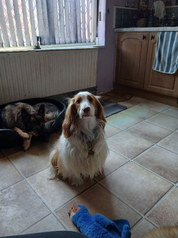 Floss