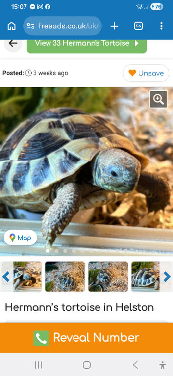 Hermann tortoise