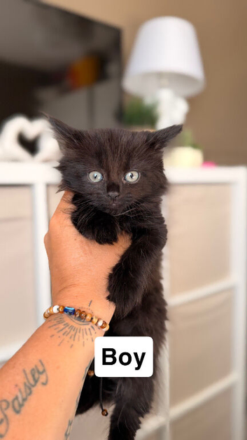 Make kitten fluffy