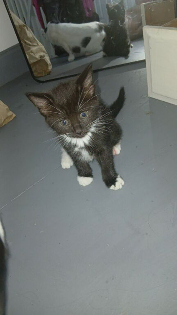 Female kittens for sale