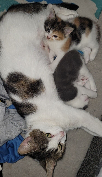 2 kittens