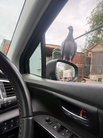 Racing pigeons homing pigeons free