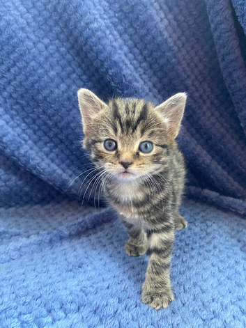 Maine coon x