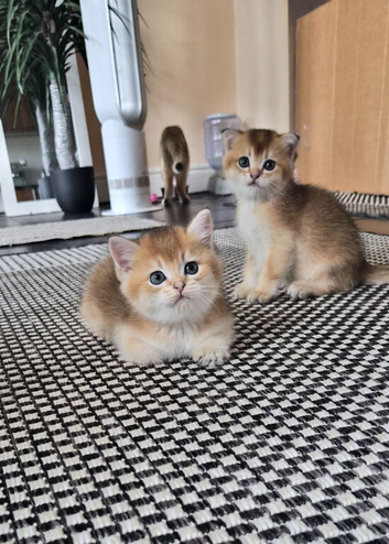 Chunky Scottish kittens
