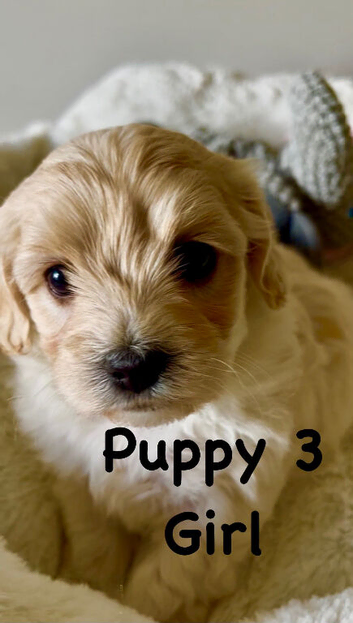 Stunning Fully DNA Health Tested F1 Maltipoo Puppies