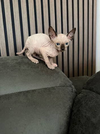 Female kittens for SALE