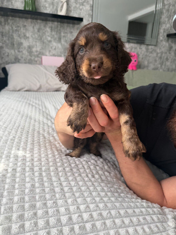 Cocker spaniel puppies for sale