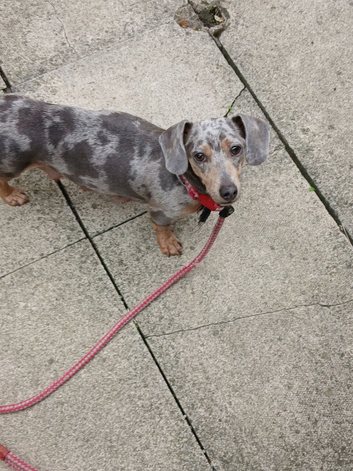 Miniature dachshounds