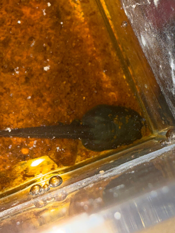 Bumblebee Dart frog tadpoles