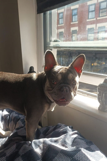 Fench bulldog