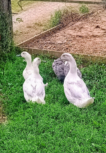 ***EDITED***Swedish Ducklings/Ducks 2026 hatch