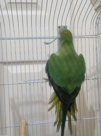 Male ring neck parrot
