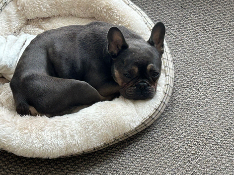 French bulldog