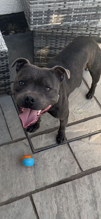 Blue male Staffordshire bull terrier