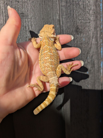Bearded dragon babies