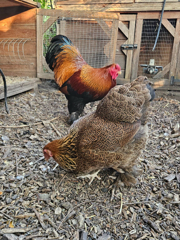 Gold Partridge BANTAM Brahma pair