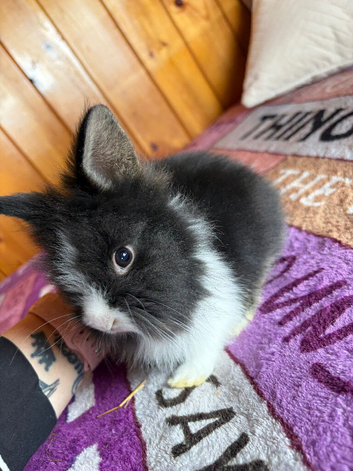 Dutch X Double Maned Lionhead Kits - Rabbits - Bunnies - Baby Rabbits