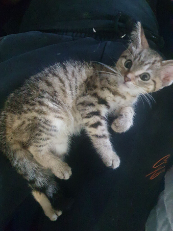 Tortoiseshell x tabby