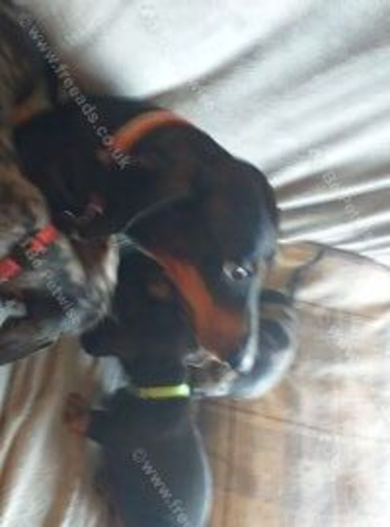 Miniature dachshund