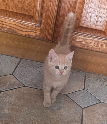 Cream tabby female kitten